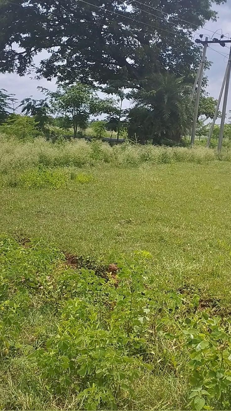 Plots-for-Sale-at-Gandhi-Nagar-area-Pandillapalli-Khammam-__-Open-Plots-for-Sale-in-Khammam-1